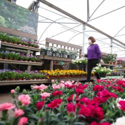 Gardeners snagged by sea border as British soil banned from NI